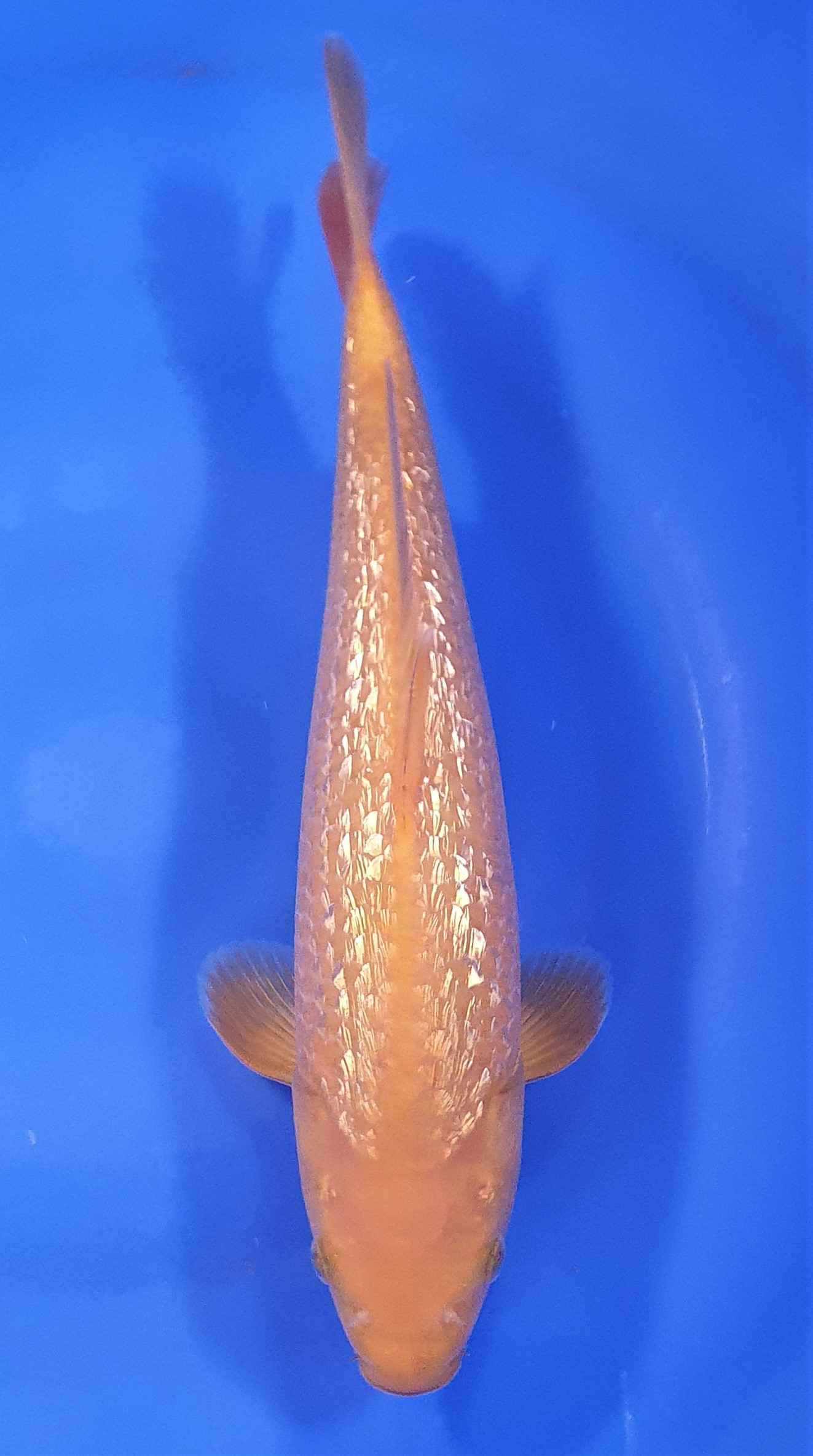Ginrin Karashigoi JUMBO Tosai
