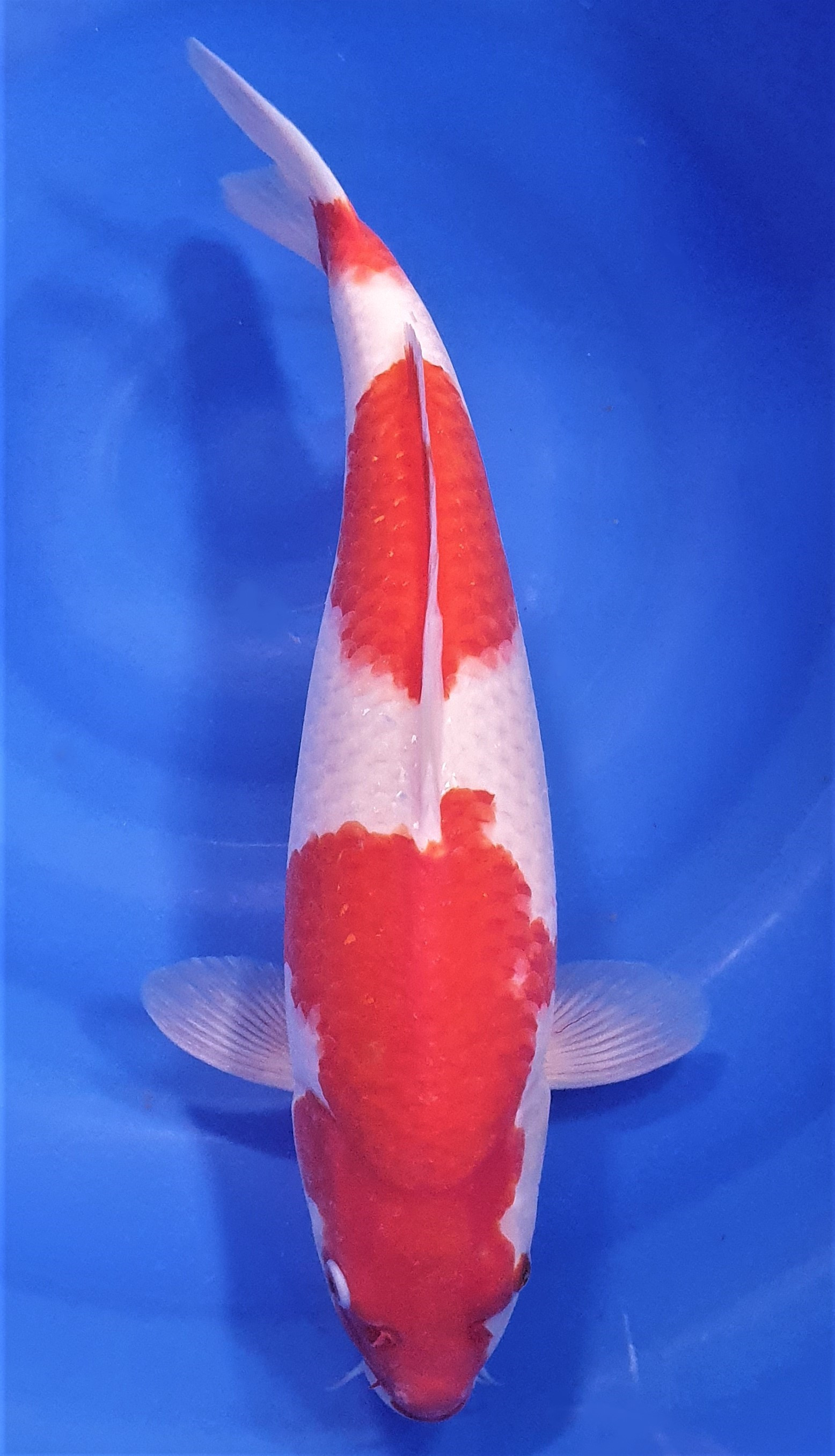 Kohaku 45cm