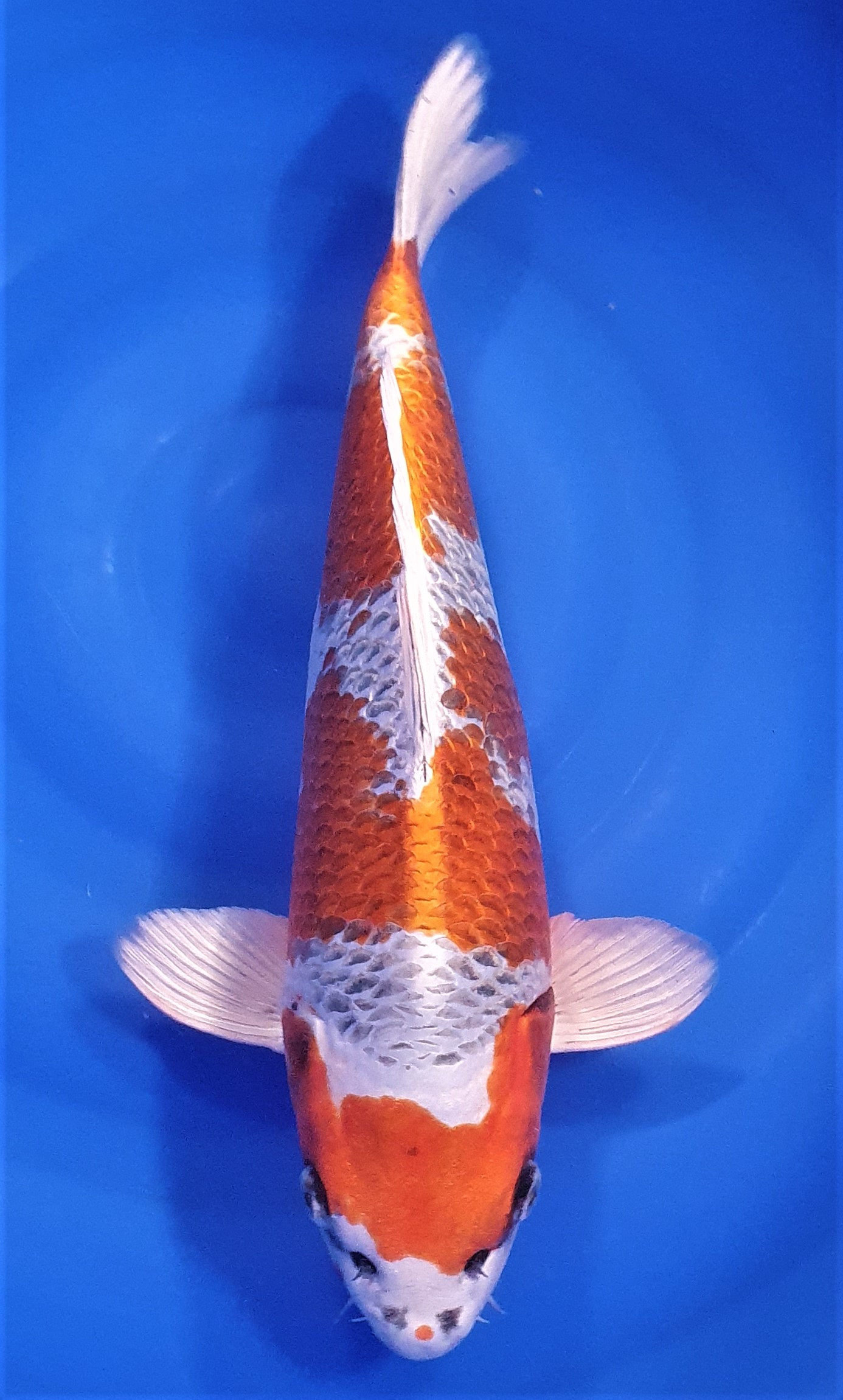 Kujaku