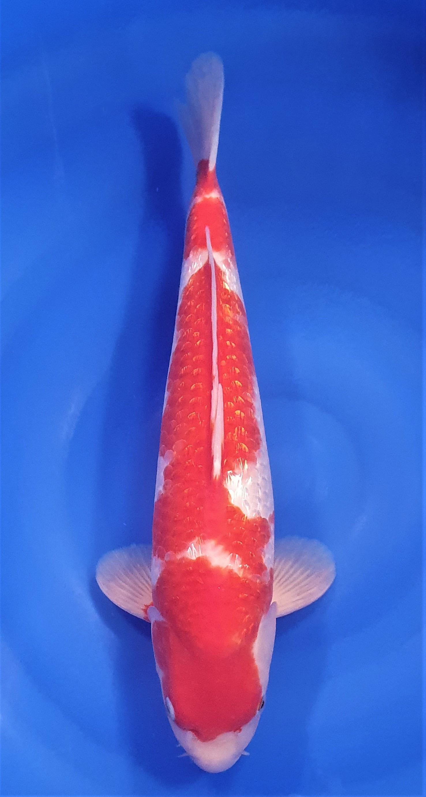 Ginrin Kohaku