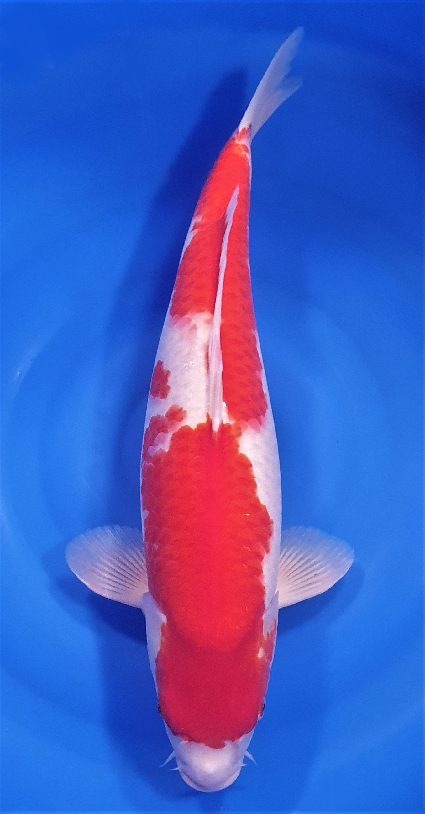 Kohaku 53cm