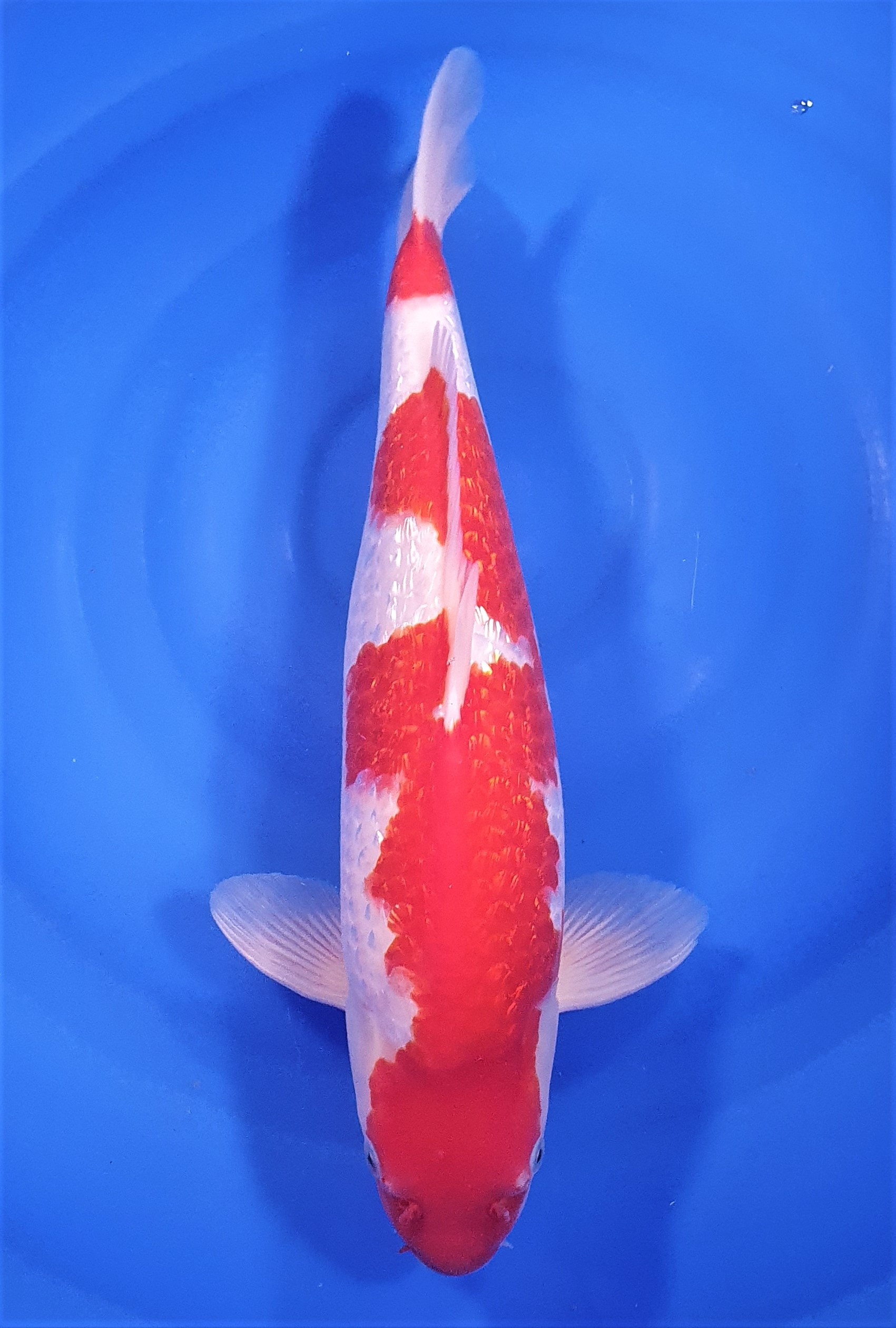 Ginrin Kohaku