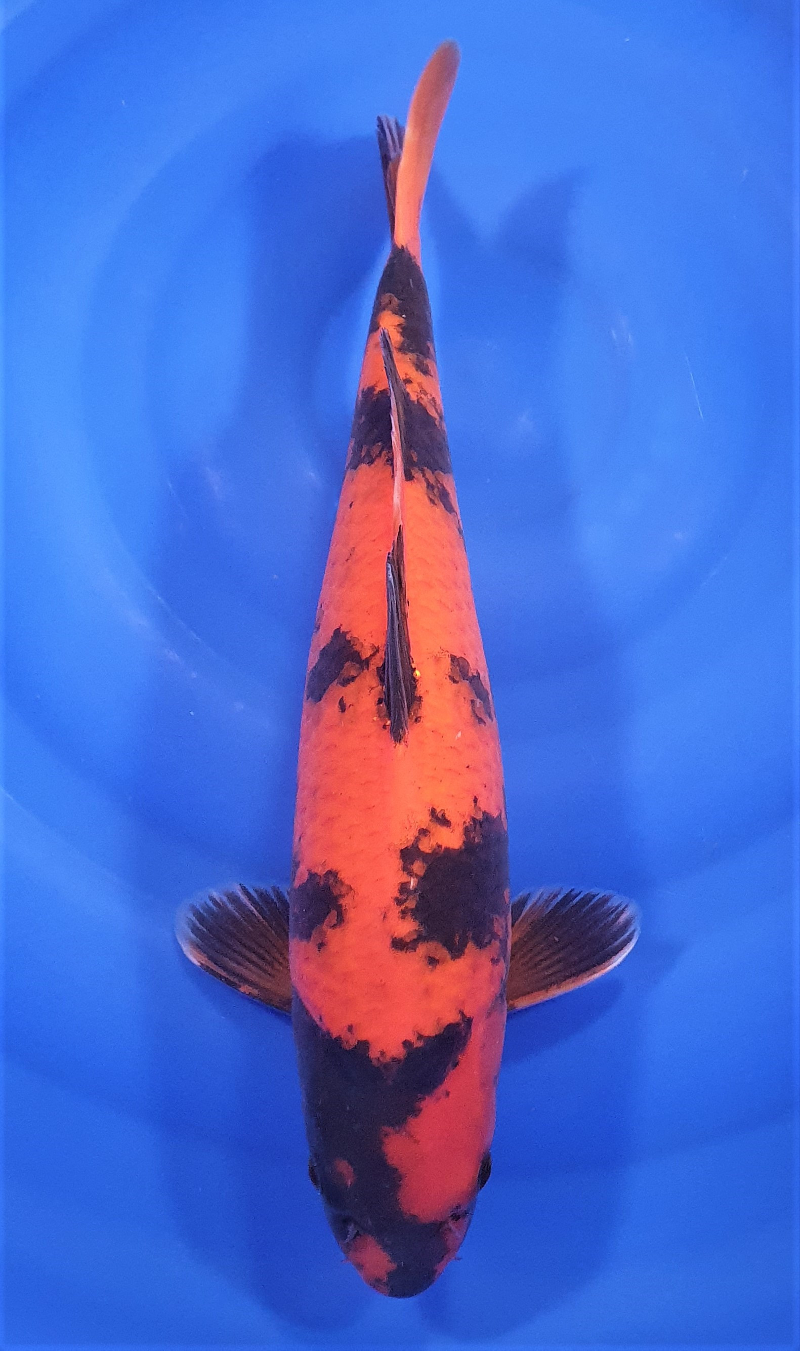 Hi Utsuri