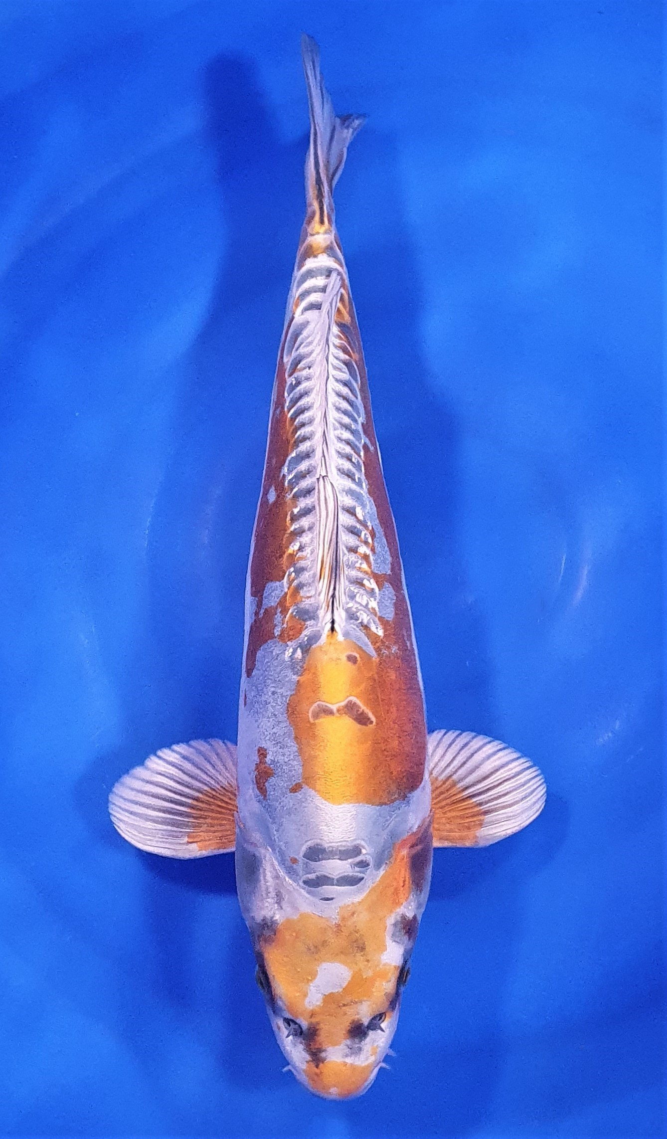 Ki Kikokuryu 44cm