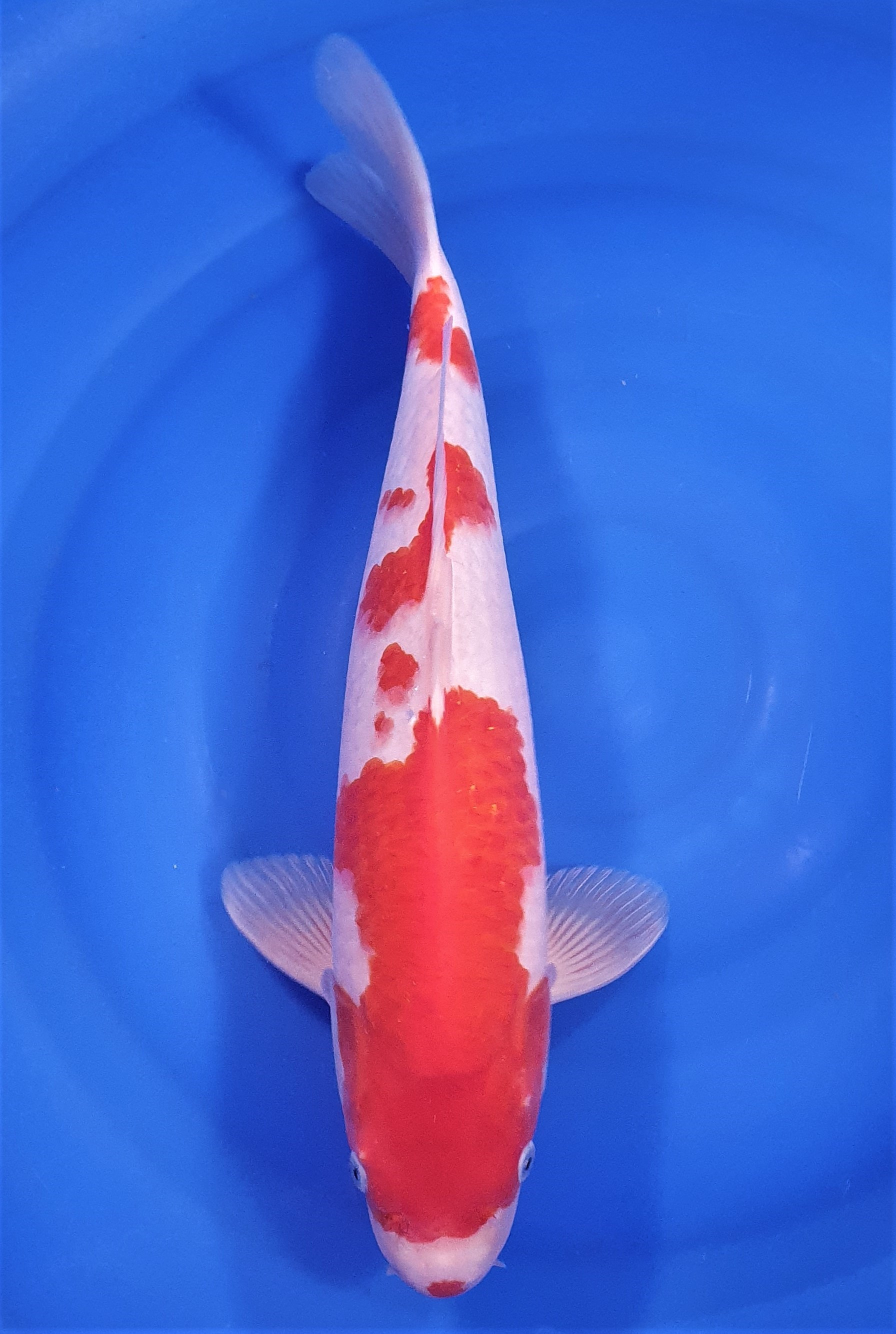 Kohaku