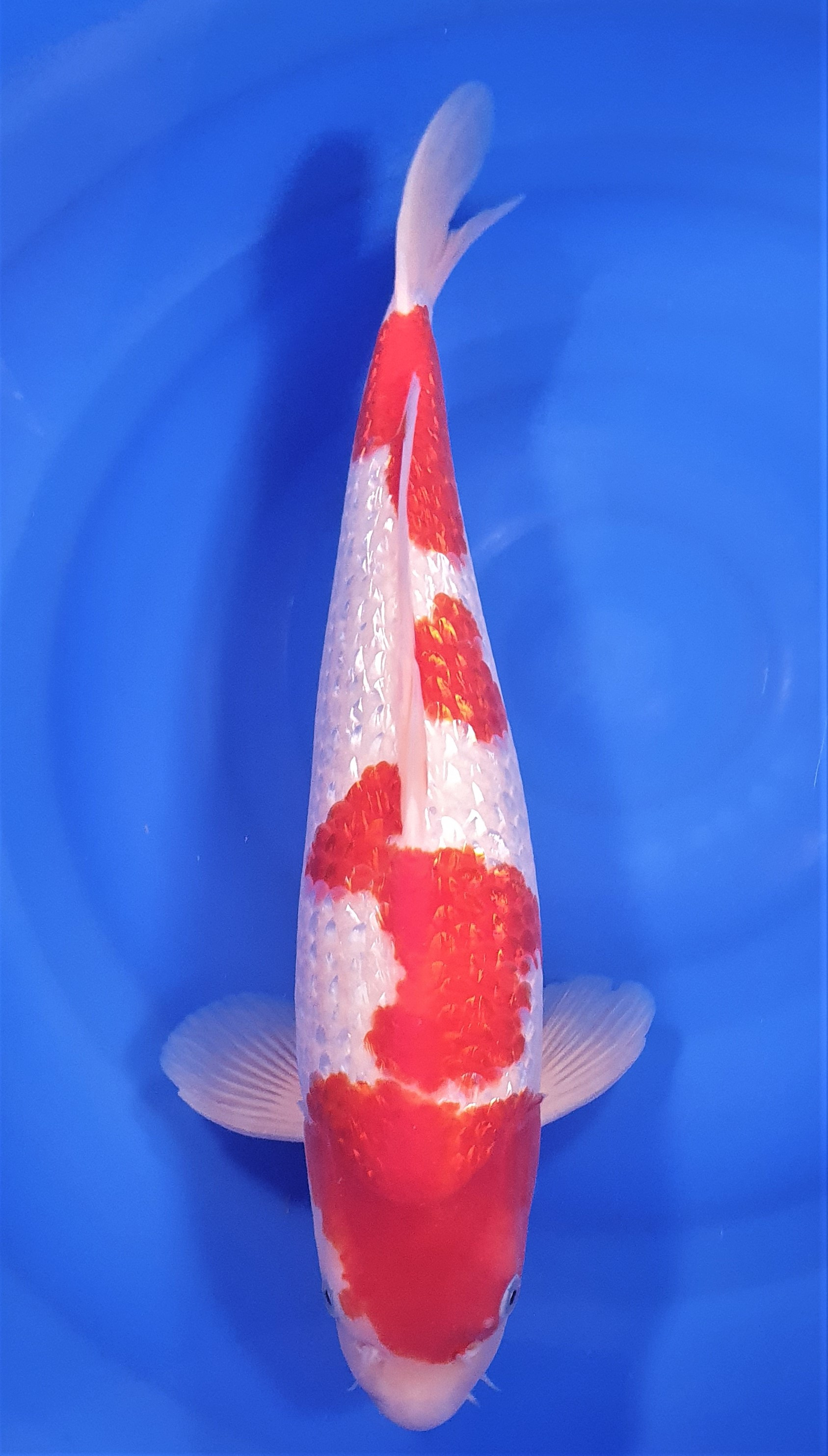 Ginrin Kohaku 45cm