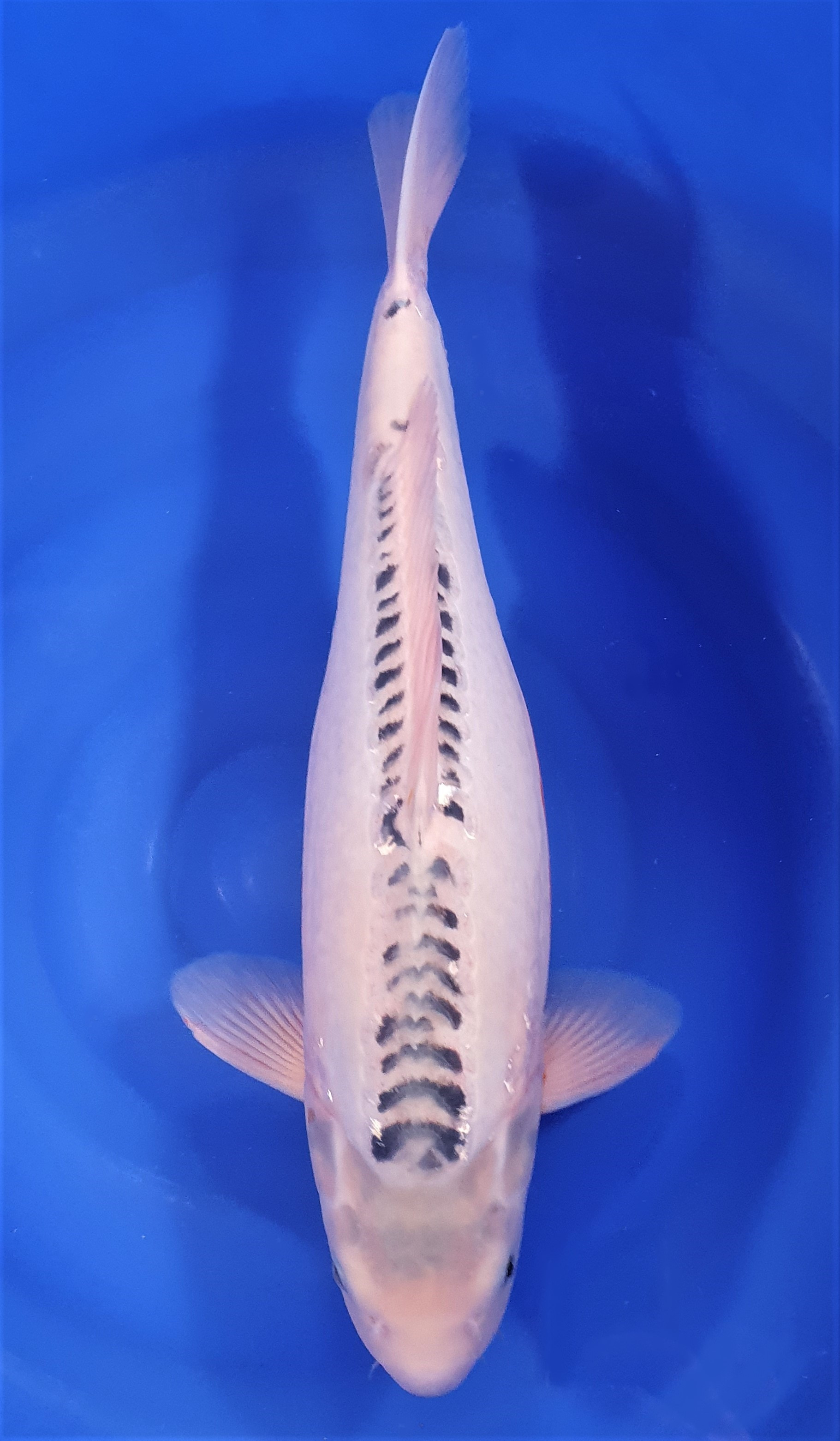 Shusui 52cm