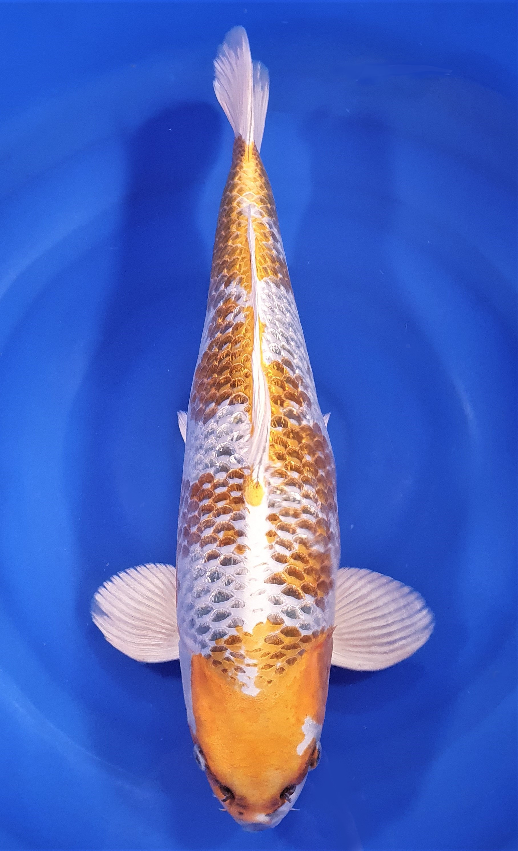 Kujaku 53cm