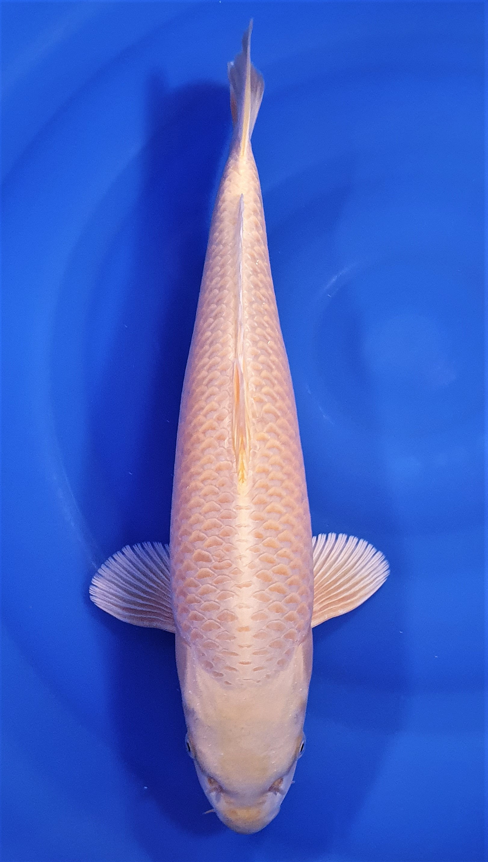 Yamabuki 48cm