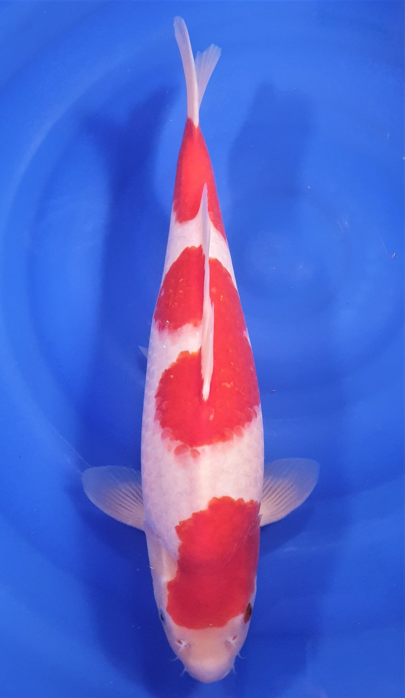 Kohaku