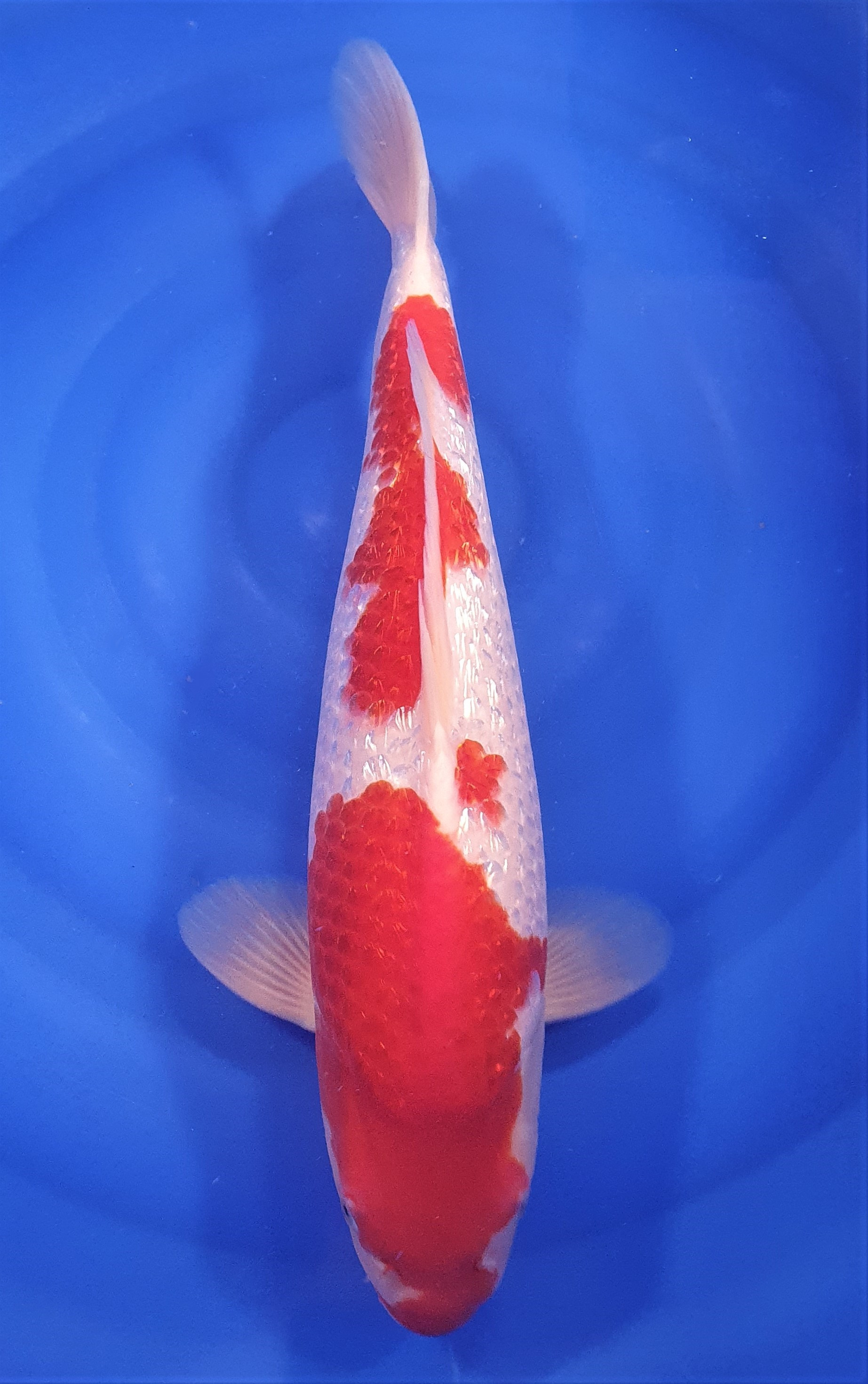Ginrin Kohaku 48cm