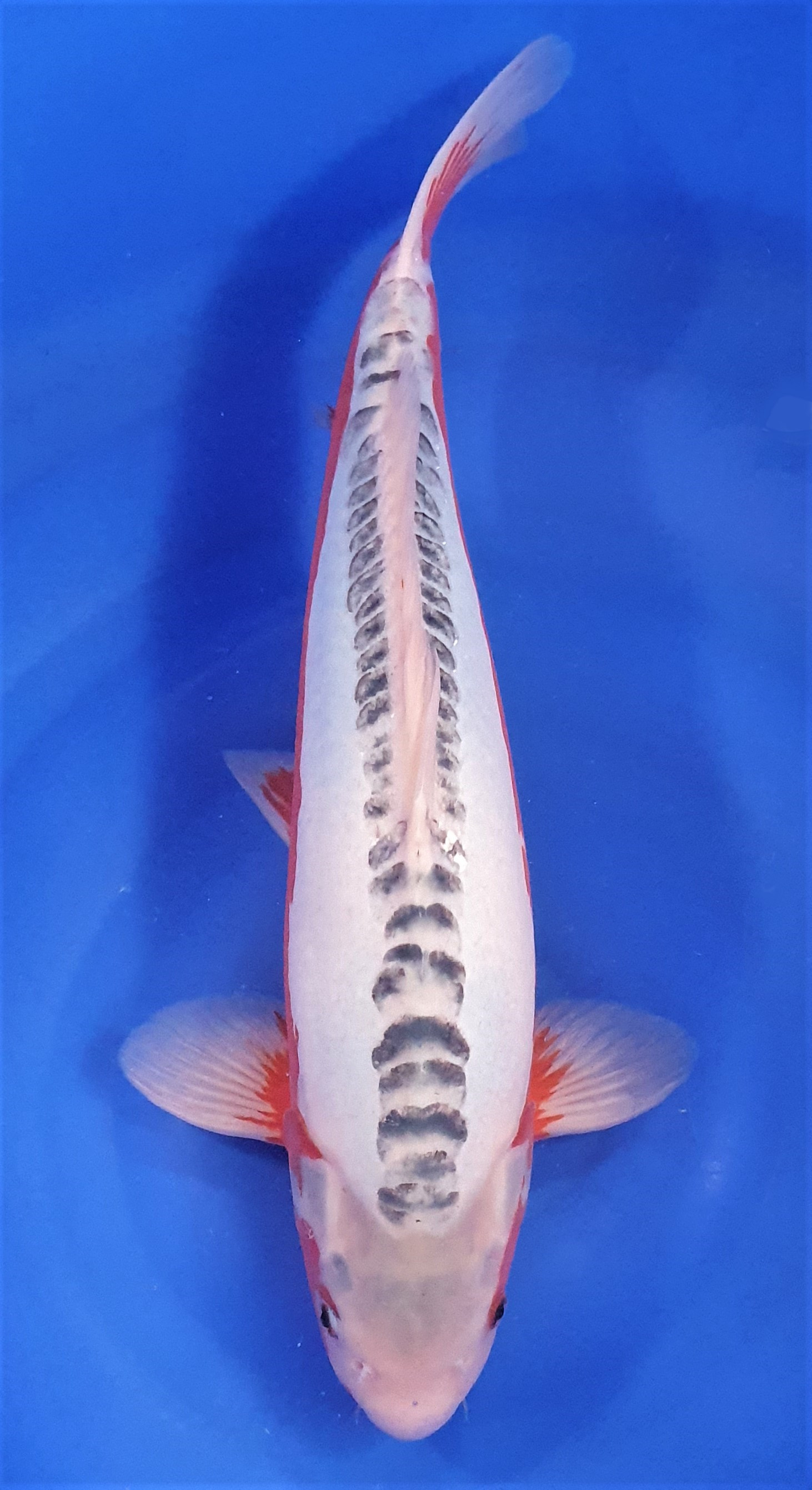 Shusui