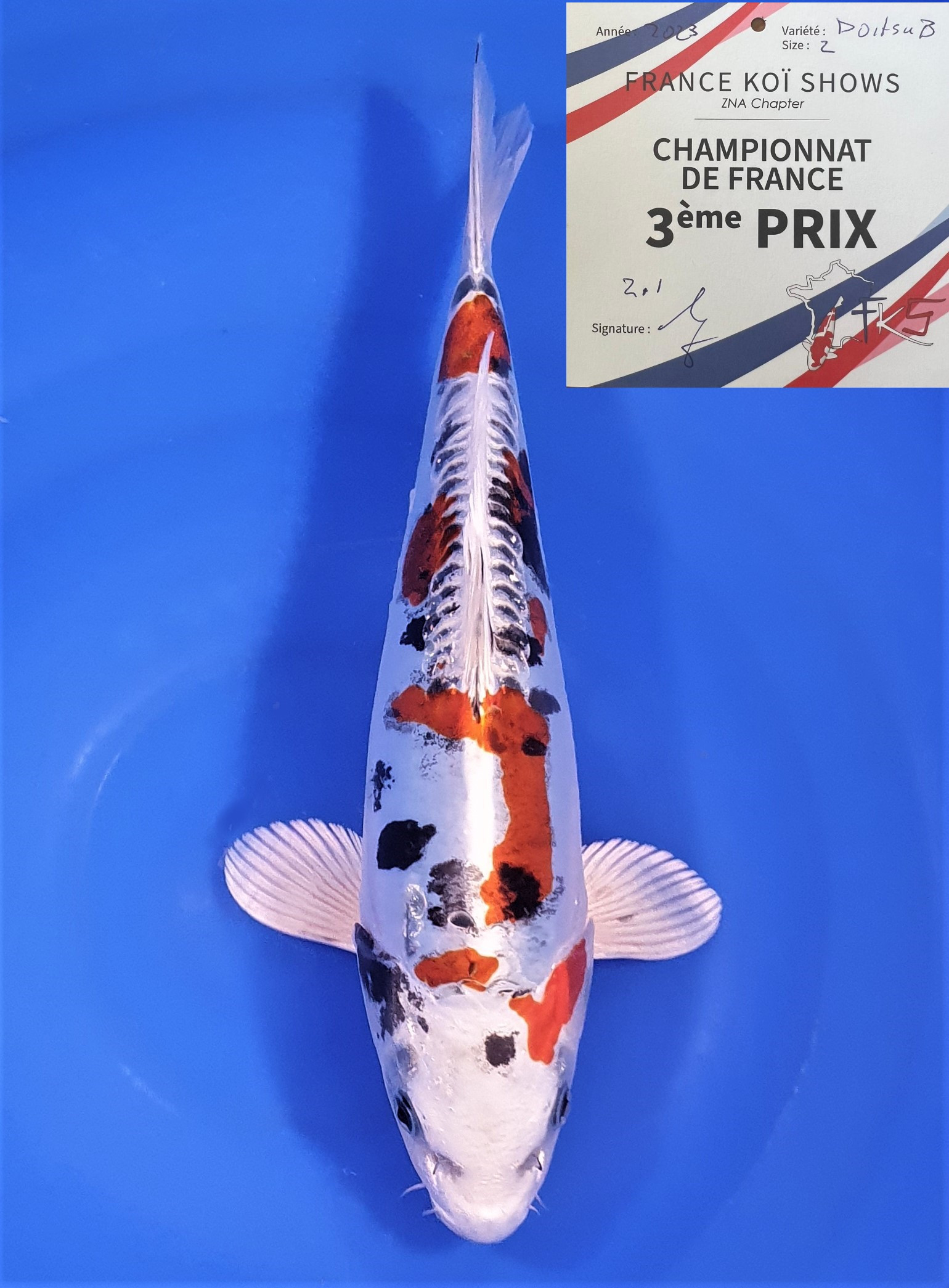 Doitsu Yamatonishiki 3ème Prix FKS 06/2023