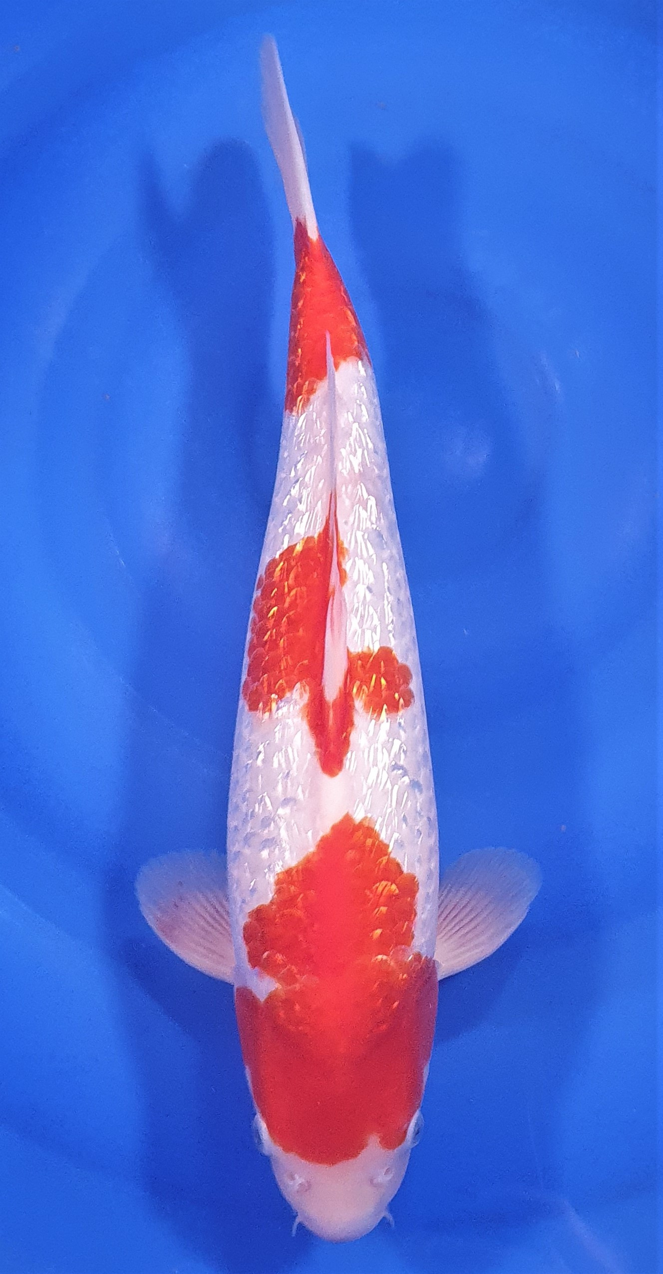 Ginrin Kohaku 42cm