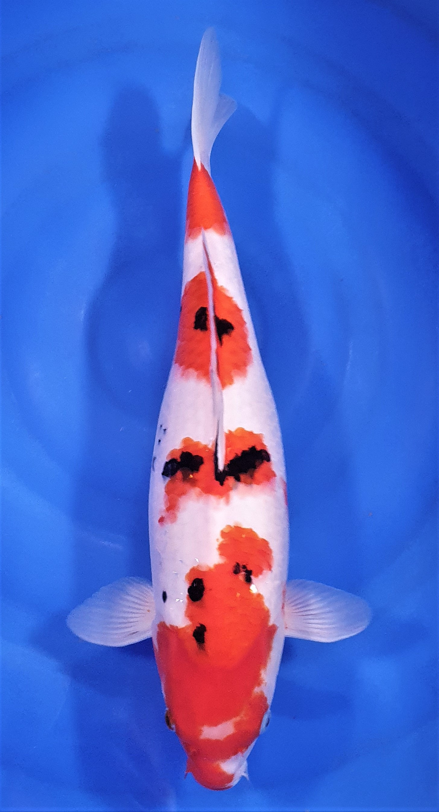 Sanke 45cm