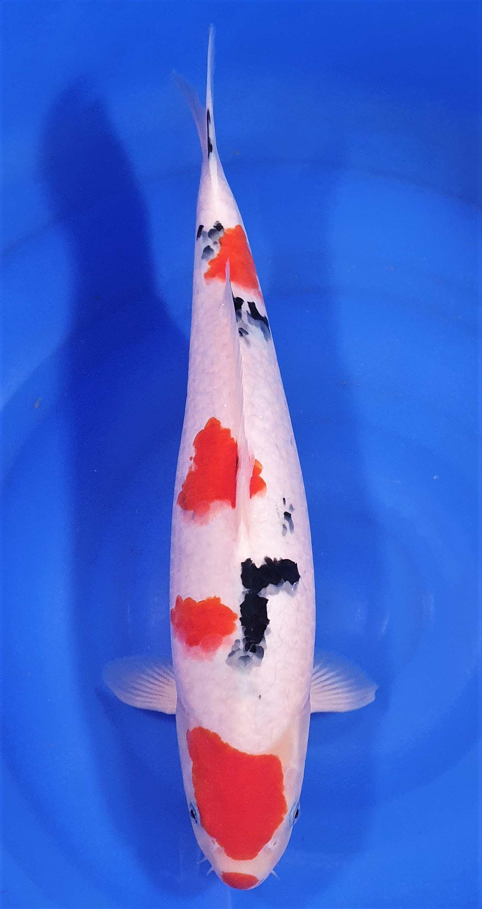 Maruten Sanke 46cm