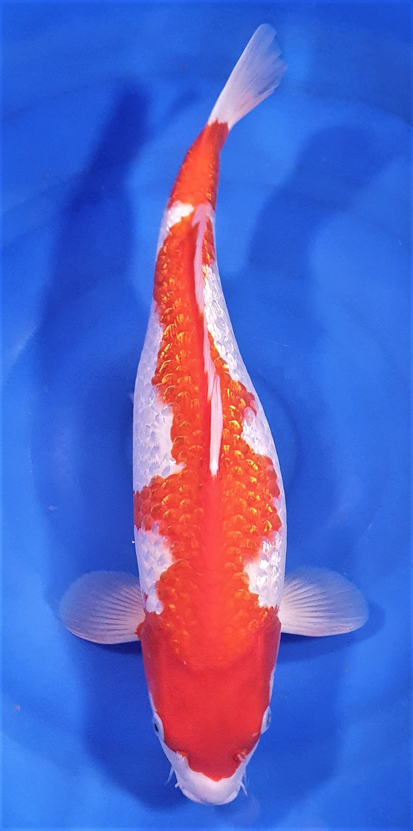 Ginrin Kohaku 49cm