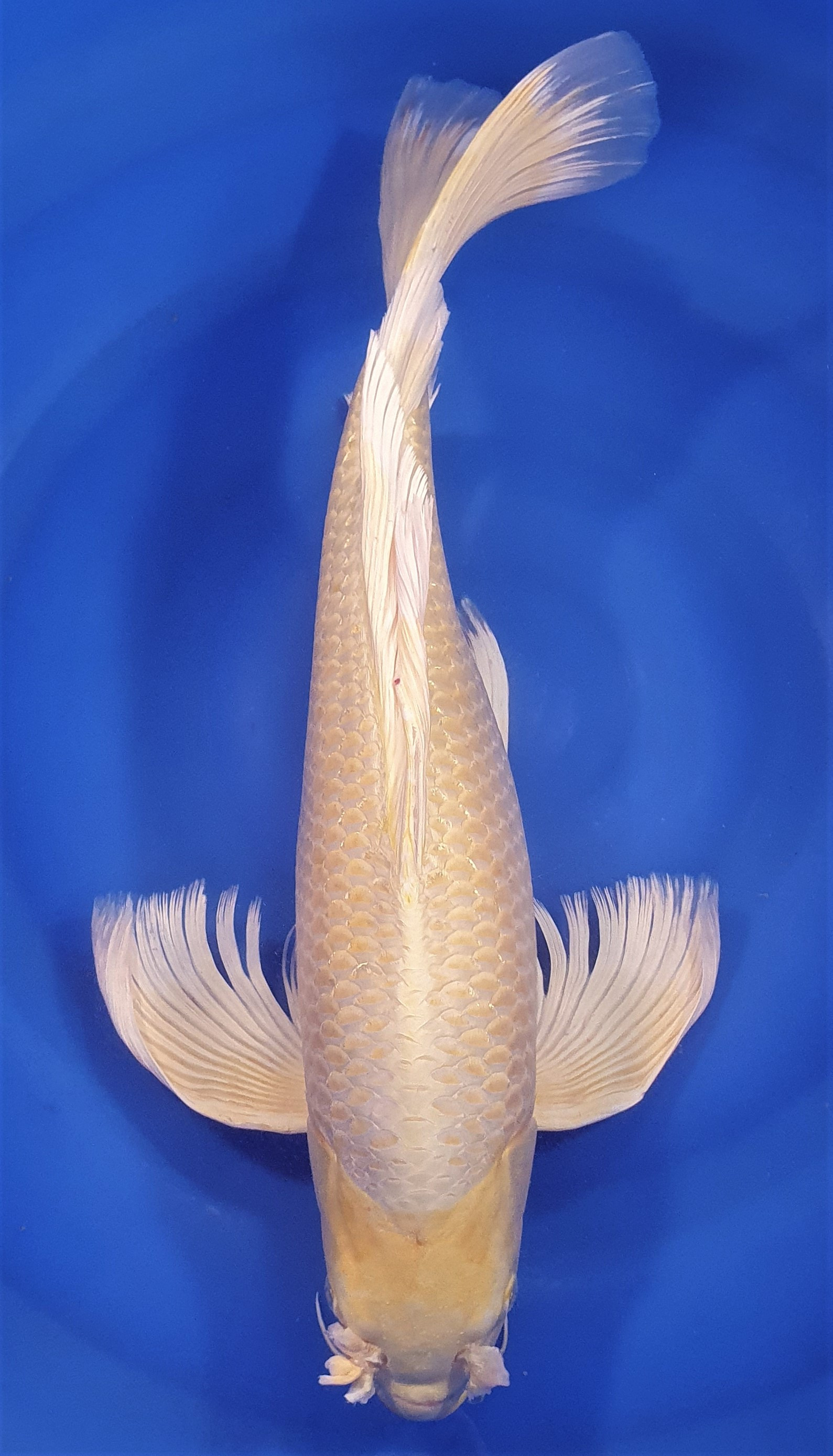 Yamabuki Voile 54cm