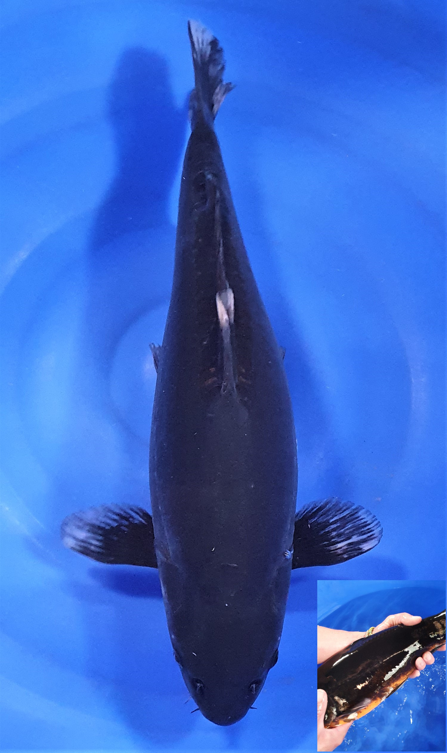 Doitsu Karasugoi 46cm