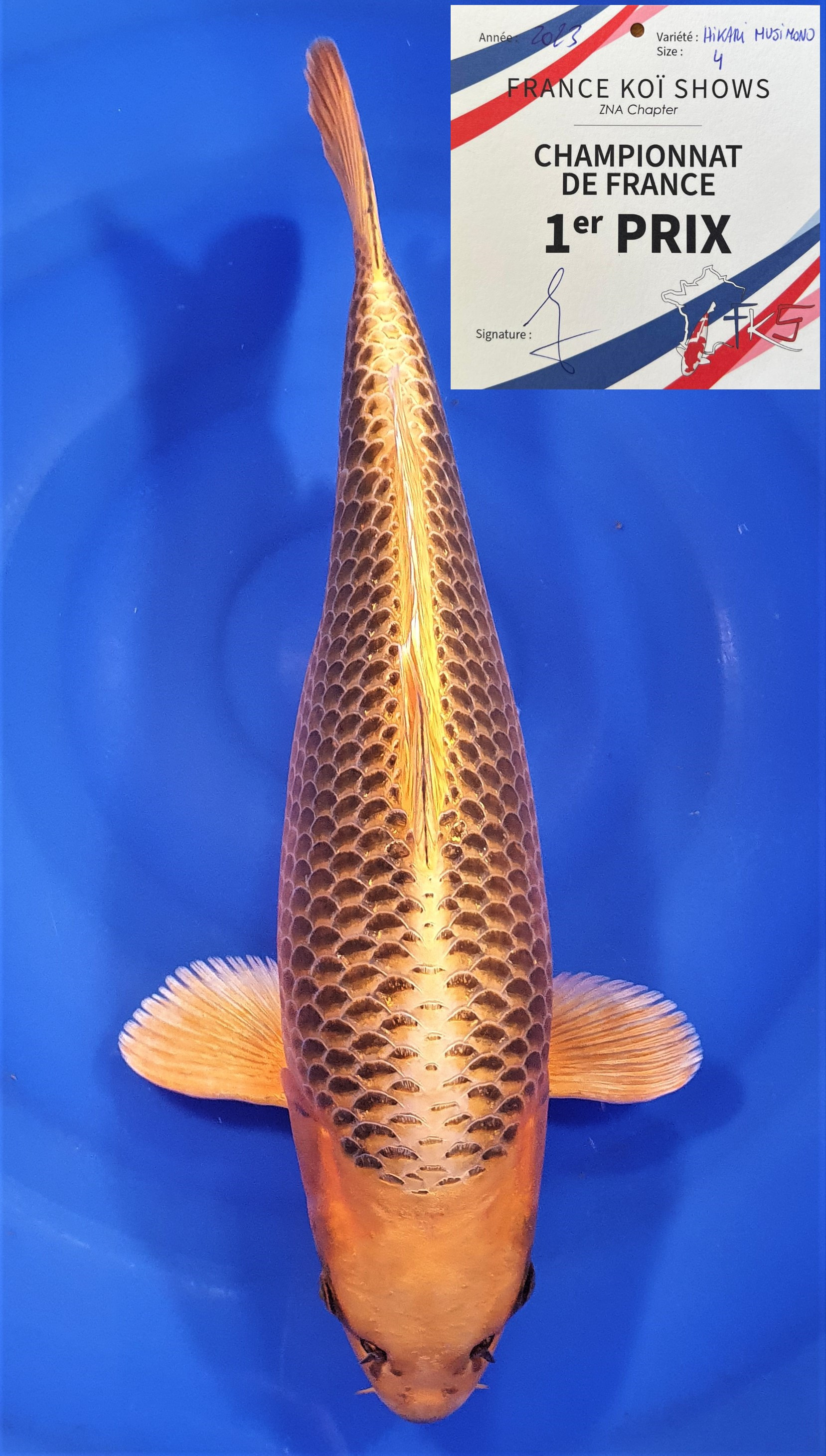 Kin Matsuba 50cm 1er Prix et Best In Variety FKS 06/2023