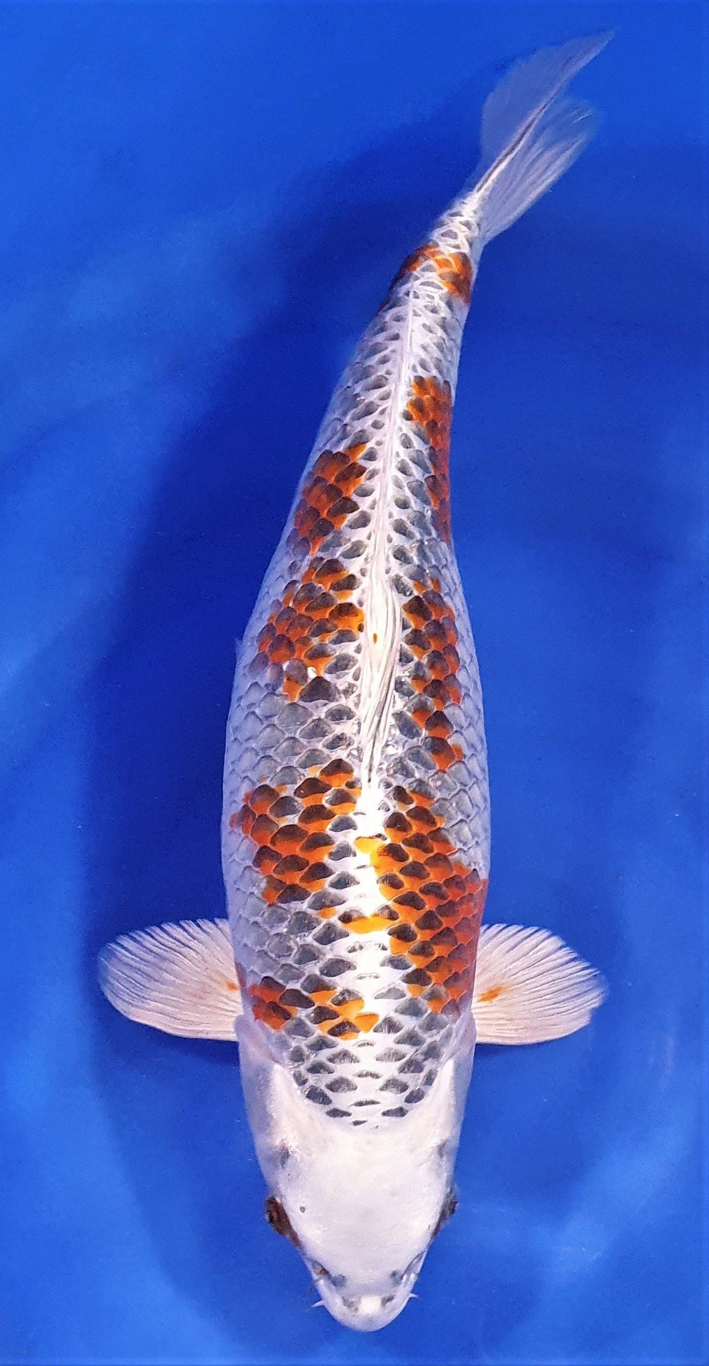 Kujaku 50cm