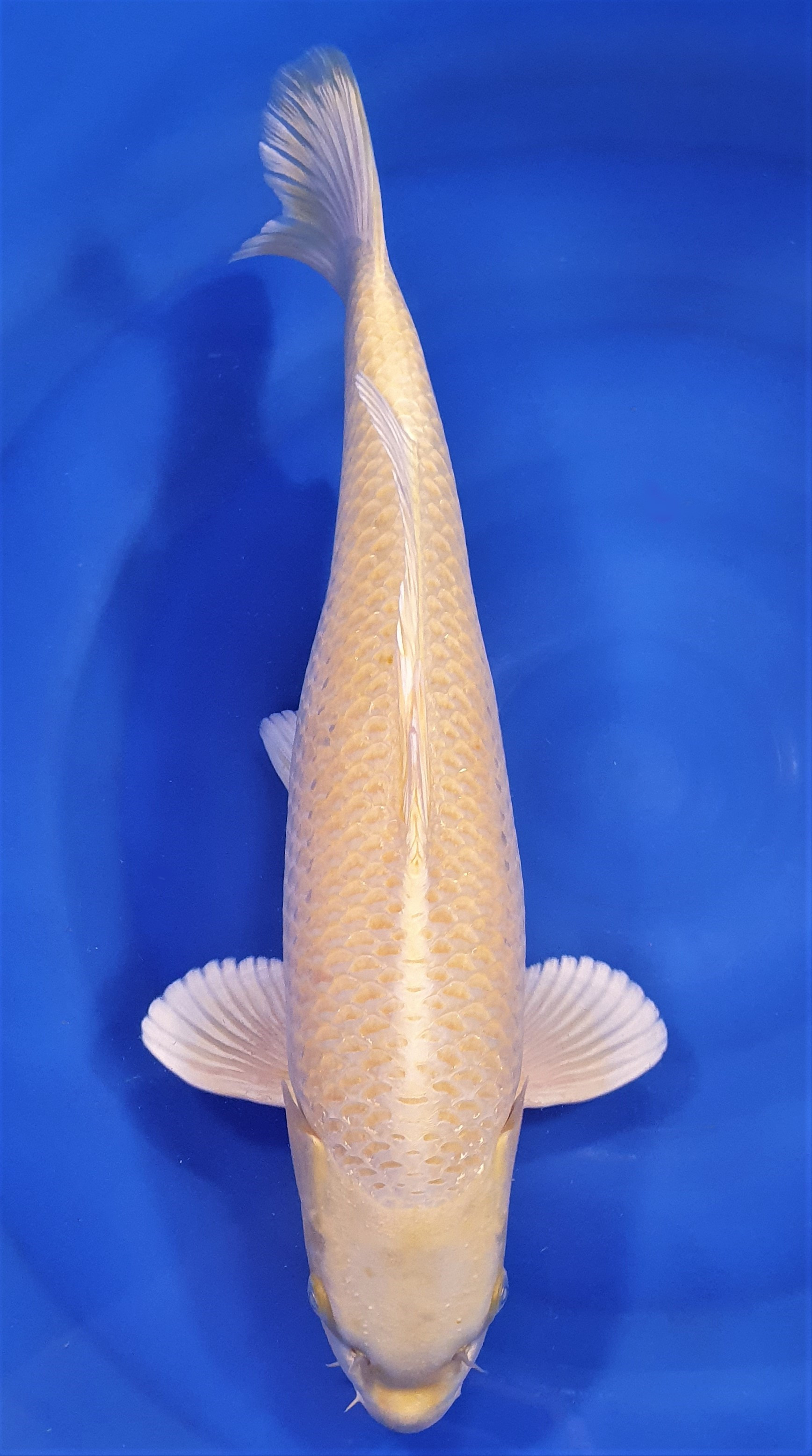 Yamabuki 49cm