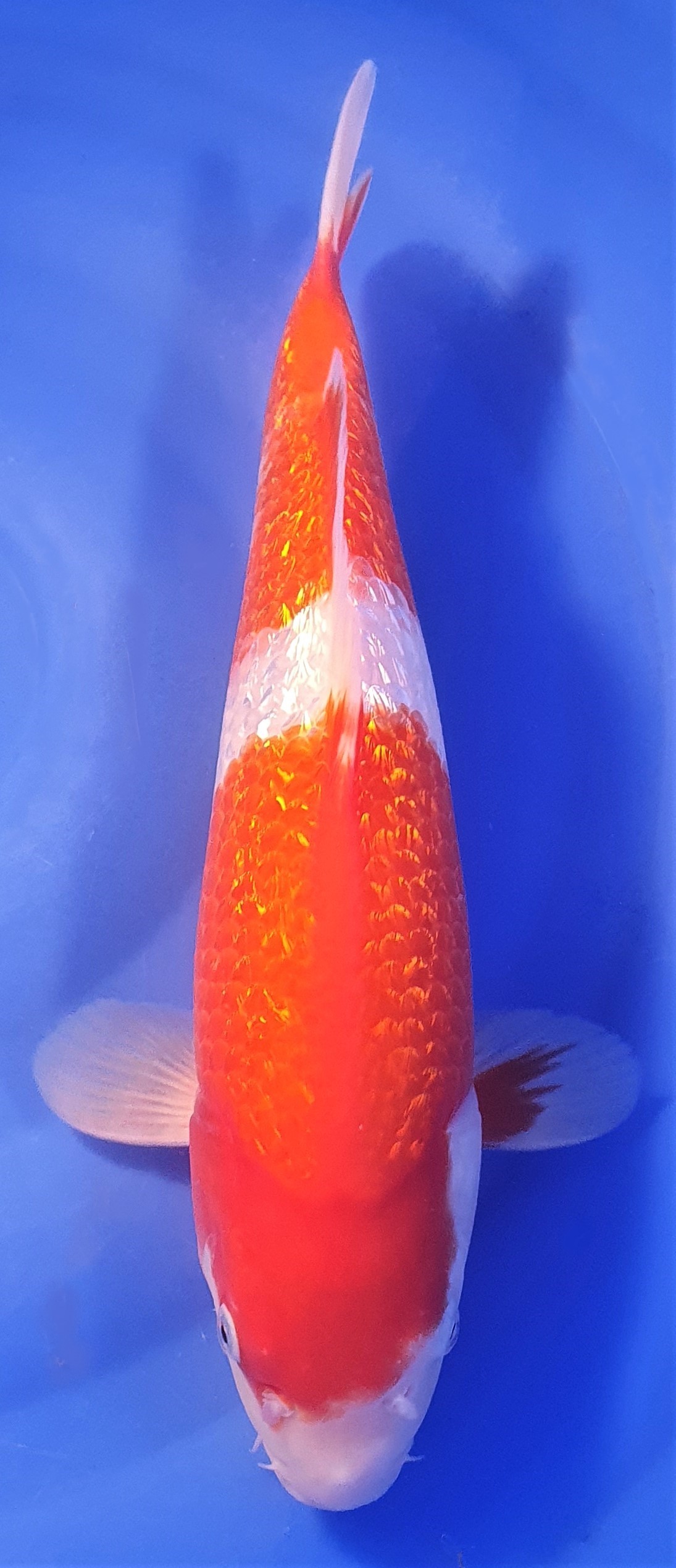 Ginrin Kohaku 38cm