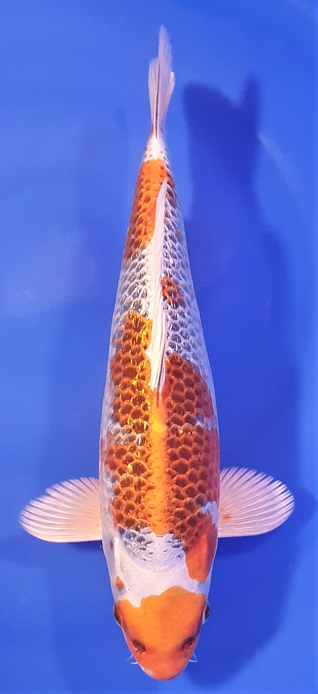 Ginrin Kujaku 36cm