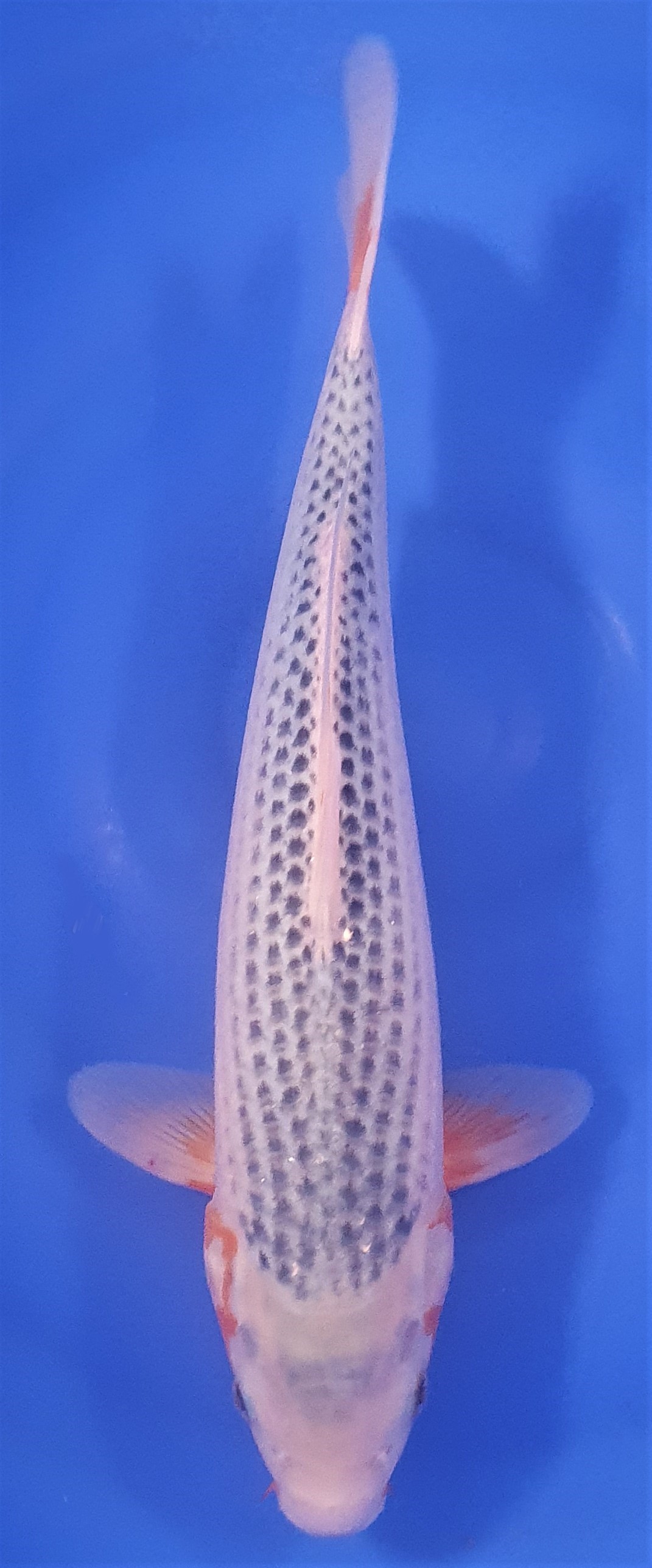 Asagi 38cm
